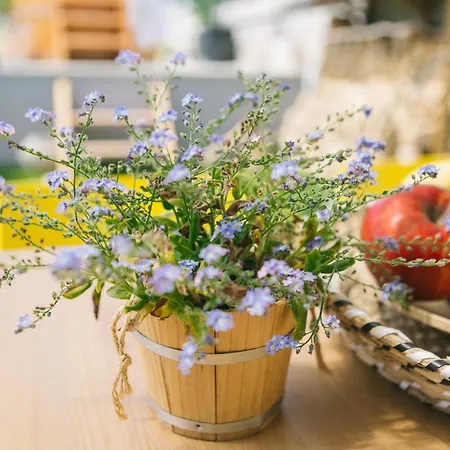 Dandelion Vendeghazak *